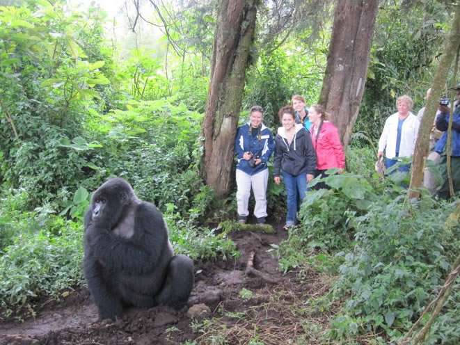 The Cost Of Gorilla Trekking In Uganda And Rwanda