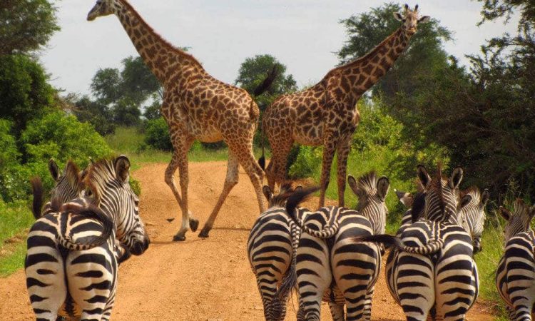 Best Safari Company In Uganda