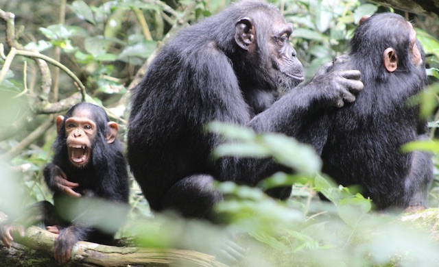 Where To Go For Chimpanzee Trekking In Uganda?