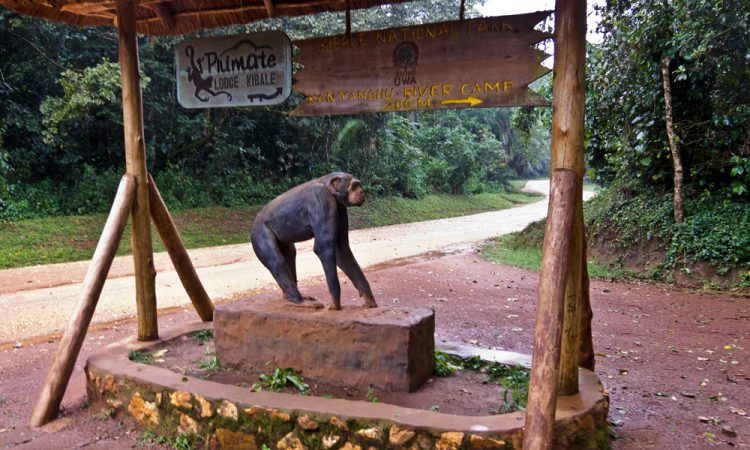 How To Get To Kibale National Park Cheap Chimpanzee Trekking In Uganda