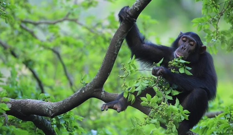 Cheap Chimpanzee Trekking In Uganda