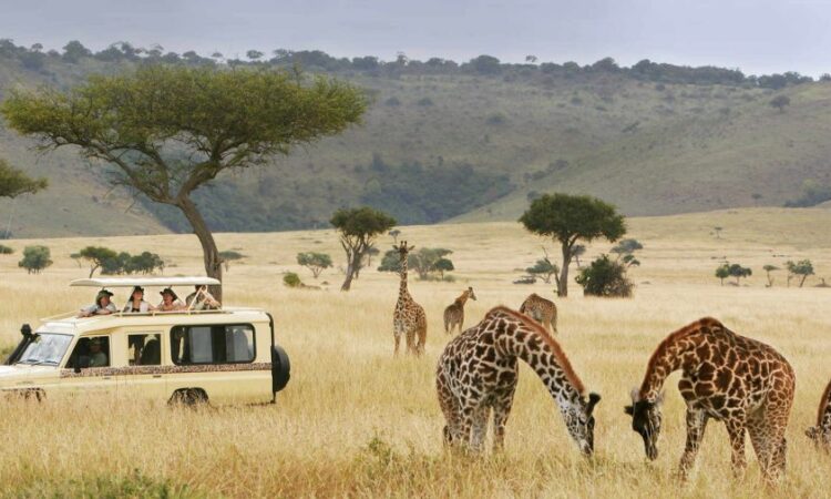 Exploring Uganda's Wildlife And Nature - A Safari Paradise