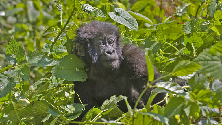 Discover The Majesty Of Uganda's Mountain Gorillas