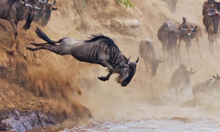 The Great Wildebeest Migration of 2024: A New Chapter Unfolds