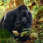 Gorilla Trekking Destination In Uganda