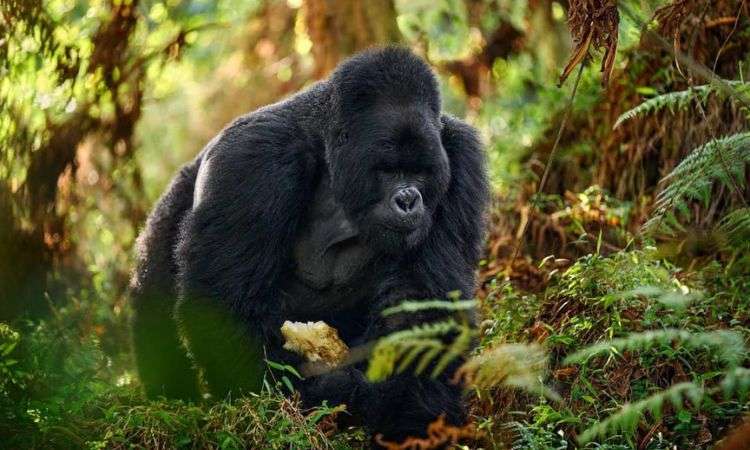 Gorilla Trekking Destination In Uganda - FK Car Rental Uganda